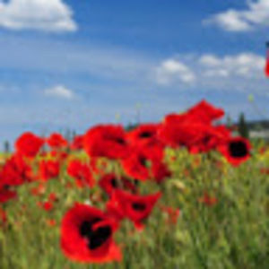 Meet your Posher, Mackenzie